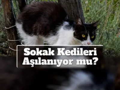 Sokak Kedileri Aşılanıyor mu?