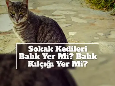 Sokak Kedileri Balık Yer Mi? Balık Kılçığı Yer Mi?