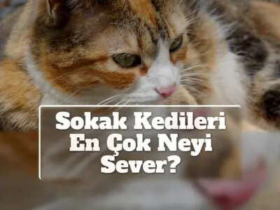 Sokak Kedileri En Çok Neyi Sever?