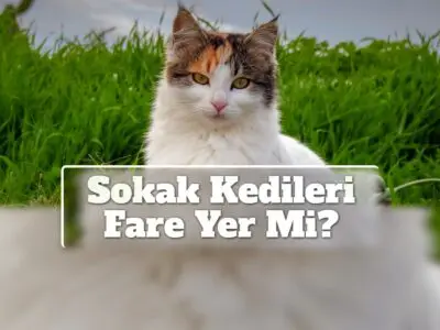 Sokak Kedileri Fare Yer Mi?