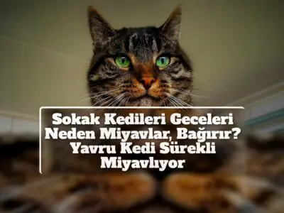 Sokak Kedileri Geceleri Neden Miyavlar, Bağırır? Yavru Kedi Sürekli Miyavlıyor