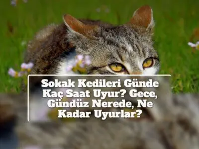 Sokak Kedileri Günde Kaç Saat Uyur? Gece, Gündüz Nerede, Ne Kadar Uyurlar?