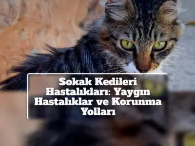 Sokak Kedileri Hastalıkları: Yaygın Hastalıklar ve Korunma Yolları