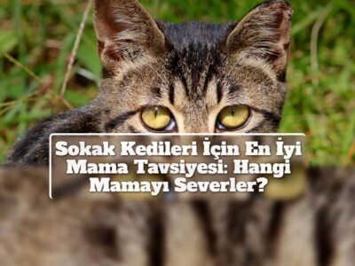 Sokak Kedileri İçin En İyi Mama Tavsiyesi: Hangi Mamayı Severler?