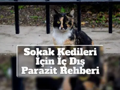 Sokak Kedileri İçin İç Dış Parazit Rehberi