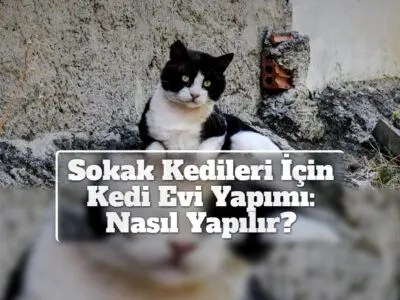 Sokak Kedileri İçin Kedi Evi Yapımı: Nasıl Yapılır?