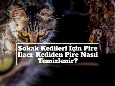 Sokak Kedileri İçin Pire İlacı: Kediden Pire Nasıl Temizlenir?