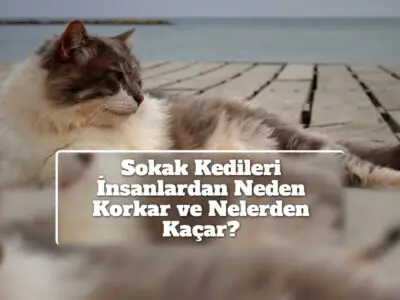 Sokak Kedileri İnsanlardan Neden Korkar ve Nelerden Kaçar?