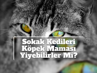 Sokak Kedileri Köpek Maması Yiyebilirler Mi?