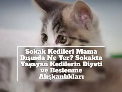 Sokak Kedileri Mama Dışında Ne Yer? Sokakta Yaşayan Kedilerin Diyeti ve Beslenme Alışkanlıkları