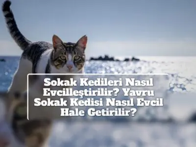 Sokak Kedileri Nasıl Evcilleştirilir? Yavru Sokak Kedisi Nasıl Evcil Hale Getirilir?