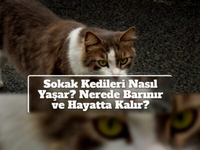 Sokak Kedileri Nasıl Yaşar? Nerede Barınır ve Hayatta Kalır?