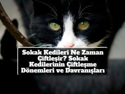 Sokak Kedileri Ne Zaman Çiftleşir? Sokak Kedilerinin Çiftleşme Dönemleri ve Davranışları