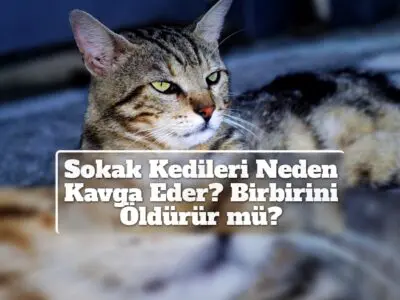 Sokak Kedileri Neden Kavga Eder? Birbirini Öldürür mü?