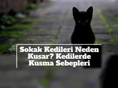 Sokak Kedileri Neden Kusar? Kedilerde Kusma Sebepleri