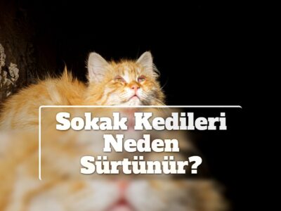 Sokak Kedileri Neden Sürtünür?