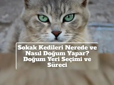 Sokak Kedileri Nerede ve Nasıl Doğum Yapar? Doğum Yeri Seçimi ve Süreci