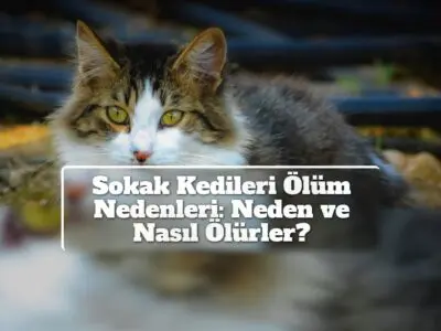 Sokak Kedileri Ölüm Nedenleri: Neden ve Nasıl Ölürler?