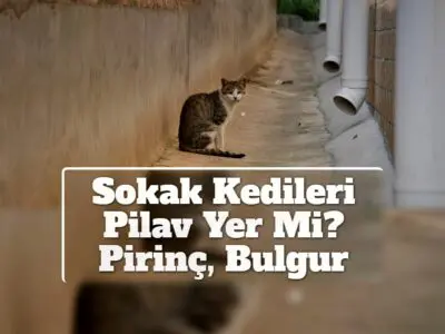 Sokak Kedileri Pilav Yer Mi? Pirinç, Bulgur