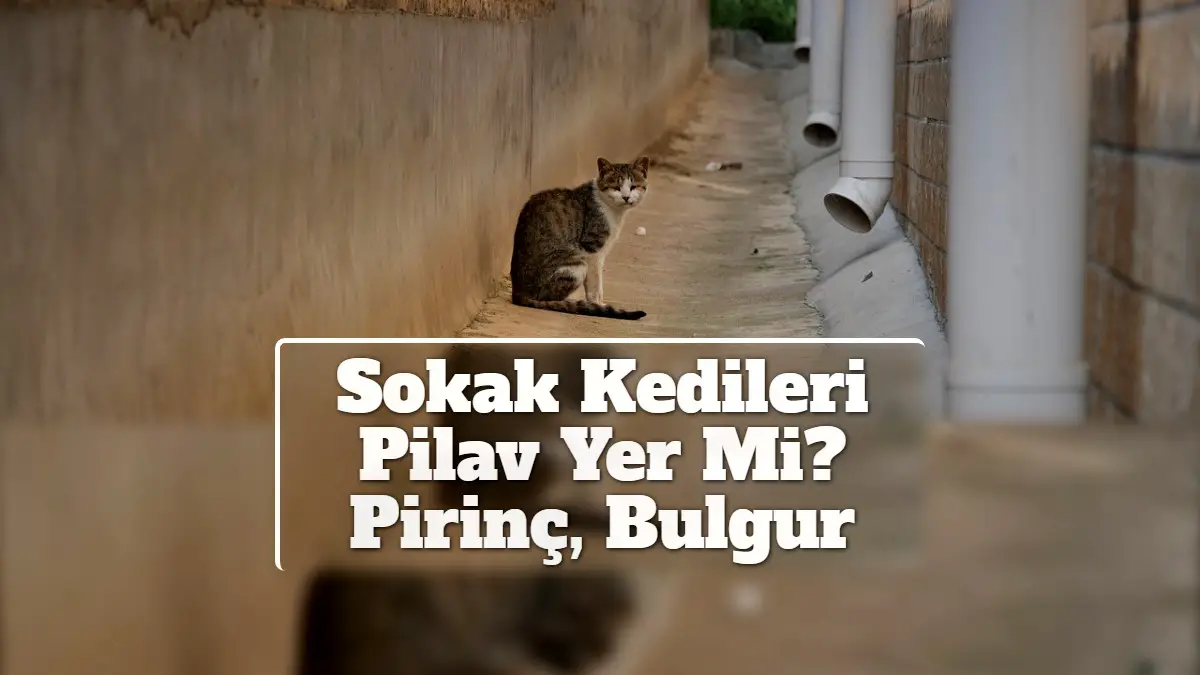 Sokak Kedileri Pilav Yer Mi? Pirinç, Bulgur