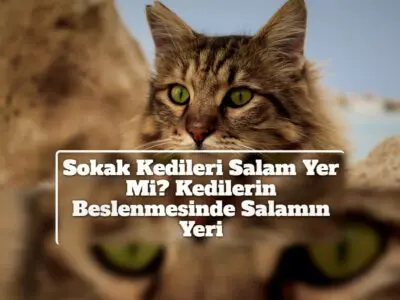 Sokak Kedileri Salam Yer Mi? Kedilerin Beslenmesinde Salamın Yeri