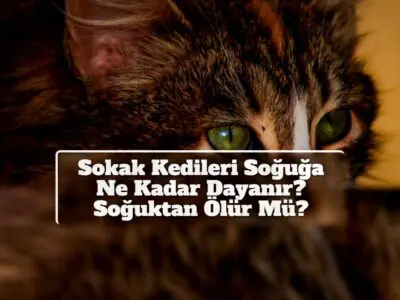 Sokak Kedileri Soğuğa Ne Kadar Dayanır? Soğuktan Ölür Mü?