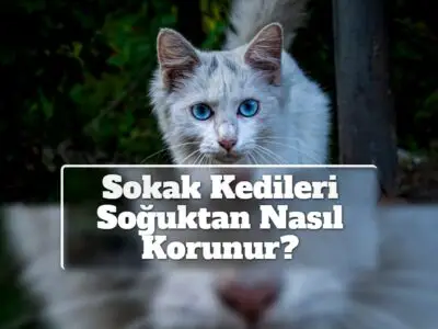 Sokak Kedileri Soğuktan Nasıl Korunur?