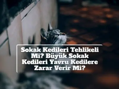 Sokak Kedileri Tehlikeli Mi? Büyük Sokak Kedileri Yavru Kedilere Zarar Verir Mi?