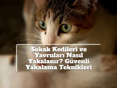 Sokak Kedileri ve Yavruları Nasıl Yakalanır? Güvenli Yakalama Teknikleri