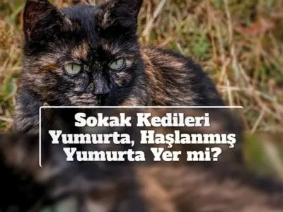 Sokak Kedileri Yumurta, Haşlanmış Yumurta Yer mi?