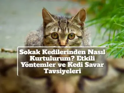 Sokak Kedilerinden Nasıl Kurtulurum? Etkili Yöntemler ve Kedi Savar Tavsiyeleri