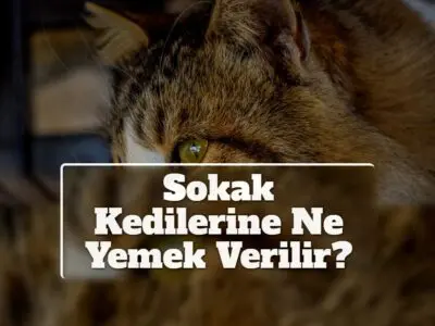 Sokak Kedilerine Ne Yemek Verilir?