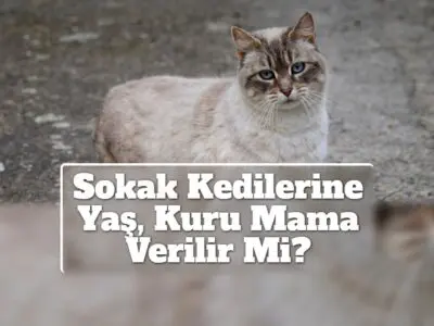 Sokak Kedilerine Yaş, Kuru Mama Verilir Mi?