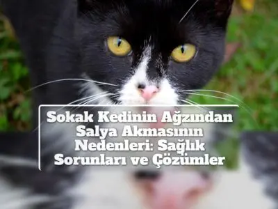 Sokak Kedinin Ağzından Salya Akmasının Nedenleri: Sağlık Sorunları ve Çözümler