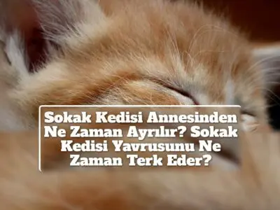 Sokak Kedisi Annesinden Ne Zaman Ayrılır? Sokak Kedisi Yavrusunu Ne Zaman Terk Eder?