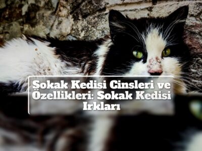 Sokak Kedisi Cinsleri ve Özellikleri: Sokak Kedisi Irkları