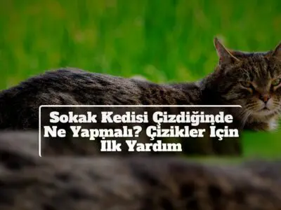 Sokak Kedisi Çizdiğinde Ne Yapmalı? Çizikler İçin İlk Yardım