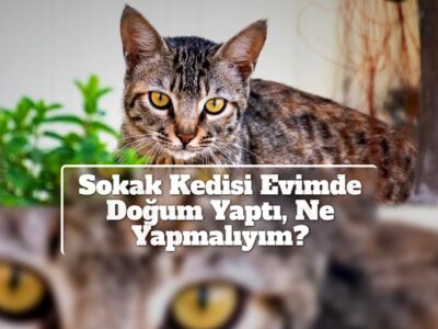 Sokak Kedisi Evimde Doğum Yaptı, Ne Yapmalıyım?