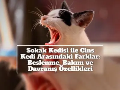 Sokak Kedisi ile Cins Kedi Arasındaki Farklar: Beslenme, Bakım ve Davranış Özellikleri