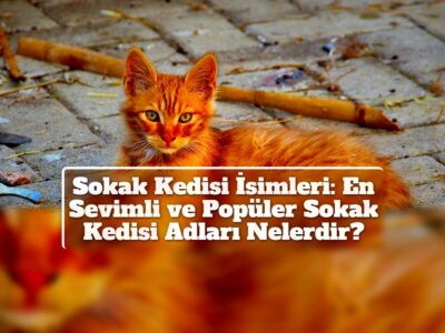 Sokak Kedisi İsimleri: En Sevimli ve Popüler Sokak Kedisi Adları Nelerdir?