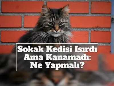 Sokak Kedisi Isırdı Ama Kanamadı: Ne Yapmalı?