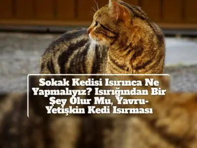 Sokak Kedisi Isırınca Ne Yapmalıyız? Isırığından Bir Şey Olur Mu, Yavru-Yetişkin Kedi Isırması