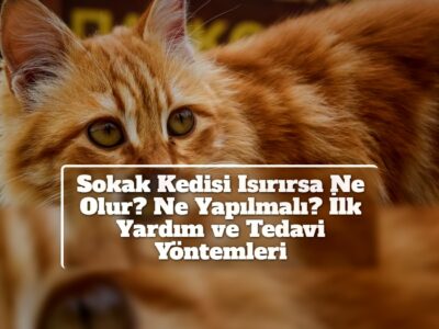 Sokak Kedisi Isırırsa Ne Olur? Ne Yapılmalı? İlk Yardım ve Tedavi Yöntemleri