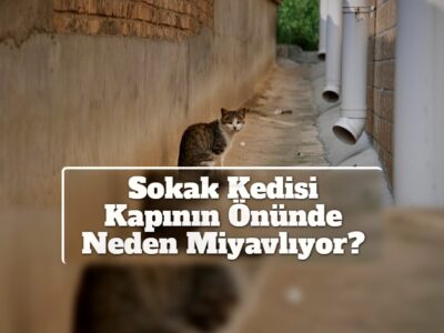 Sokak Kedisi Kapının Önünde Neden Miyavlıyor?