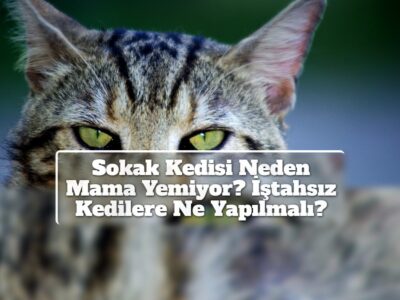 Sokak Kedisi Neden Mama Yemiyor? İştahsız Kedilere Ne Yapılmalı?