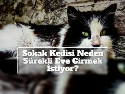 Sokak Kedisi Neden Sürekli Eve Girmek İstiyor?