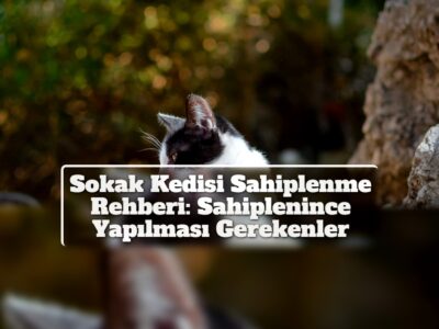 Sokak Kedisi Sahiplenme Rehberi: Sahiplenince Yapılması Gerekenler