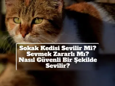 Sokak Kedisi Sevilir Mi? Sevmek Zararlı Mı? Nasıl Güvenli Bir Şekilde Sevilir?