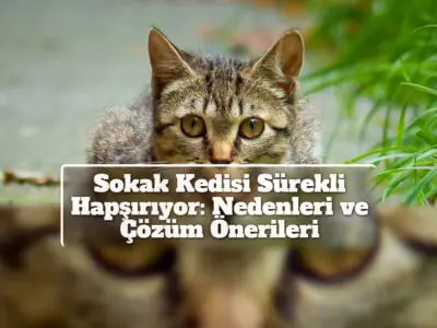 Sokak Kedisi Sürekli Hapşırıyor: Nedenleri ve Çözüm Önerileri