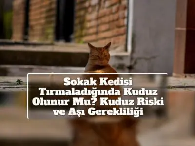 Sokak Kedisi Tırmaladığında Kuduz Olunur Mu? Kuduz Riski ve Aşı Gerekliliği